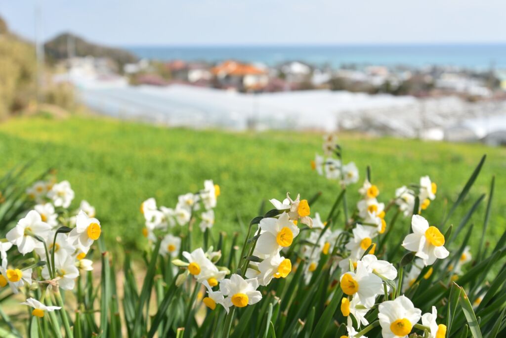 Blooming daffodils and the sea of Boso